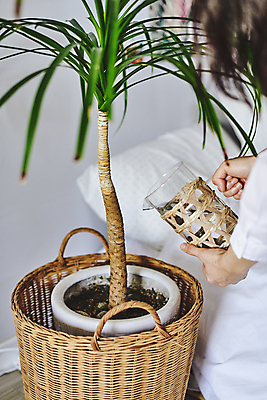 포토 JPG 손 화분 화초 실내 들기 취미 신체부위 머리카락 바구니 침대 붓기 소프트포커스 물병 원예 원예식물 물뿌리기 플랜테리어 홈가드닝 국내포토 식물 가구 모션 촬영기법 사람 내부 인테리어 머리 물통 파일형식