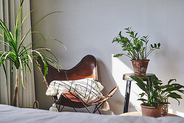 포토 JPG 화분 화초 쿠션 의자 실내 취미 사람없음 햇빛 커튼 원예 원예식물 원형탁자 플랜테리어 홈가드닝 국내포토 식물 가구 탁자 내부 인테리어 태양 파일형식