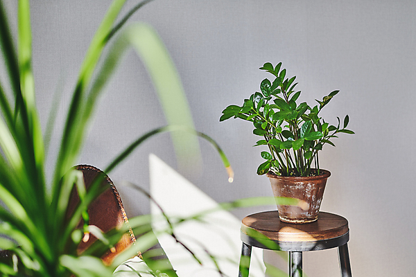 포토 JPG 화분 화초 실내 취미 사람없음 햇빛 소프트포커스 원예 원예식물 원형탁자 플랜테리어 홈가드닝 국내포토 식물 탁자 촬영기법 내부 인테리어 태양 파일형식