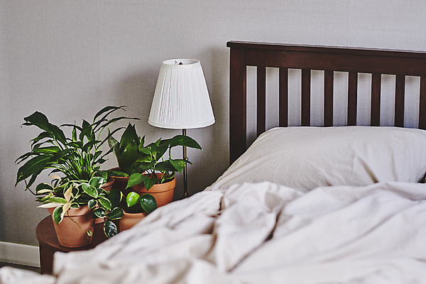 포토 JPG 화분 화초 베개 탁자 실내 취미 사람없음 이불 침대 스탠드 원예 원예식물 플랜테리어 홈가드닝 국내포토 식물 가구 침구 조명 내부 인테리어 파일형식