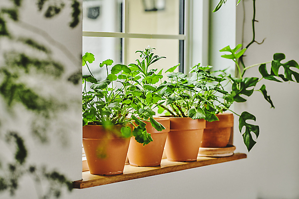 포토 JPG 주간 화분 화초 창문 실내 취미 사람없음 소프트포커스 창가 원예 창틀 원예식물 플랜테리어 홈가드닝 국내포토 자연요소 식물 촬영기법 내부 인테리어 파일형식