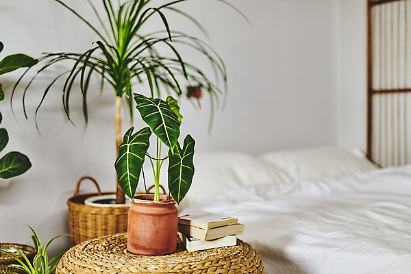 포토 JPG 화분 화초 베개 탁자 실내 취미 사람없음 책 쌓기 바구니 이불 침대 원예 원예식물 플랜테리어 홈가드닝 국내포토 식물 가구 침구 모션 내부 인테리어 파일형식