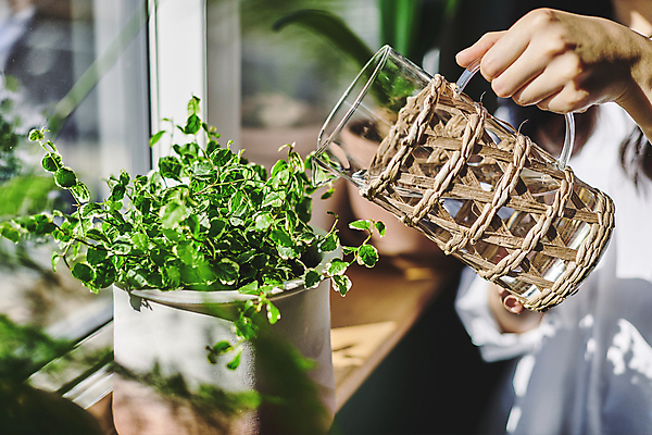 포토 JPG 손 여자 화분 화초 창문 실내 그림자 한명 들기 상반신 20대 성인 취미 앞모습 아웃포커스 한국인 붓기 소프트포커스 물병 창가 원예 원예식물 물뿌리기 성인여자한명만 플랜테리어 홈가드닝 국내포토 식물 1 뷰포인트 모션 촬영기법 사람 동양인 청년 내부 신체부위 인테리어 물통 여자한명만 성인여자만 파일형식
