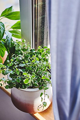 포토 JPG 화분 화초 창문 실내 취미 사람없음 햇빛 커튼 창가 원예 창틀 원예식물 플랜테리어 홈가드닝 국내포토 식물 내부 인테리어 태양 파일형식