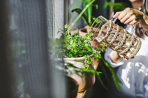 포토 JPG 손 여자 화분 화초 창문 실내 그림자 한명 들기 상반신 20대 성인 취미 앞모습 아웃포커스 한국인 붓기 소프트포커스 물병 원예 원예식물 물뿌리기 성인여자한명만 플랜테리어 홈가드닝 국내포토 식물 1 뷰포인트 모션 촬영기법 사람 동양인 청년 내부 신체부위 인테리어 물통 여자한명만 성인여자만 파일형식