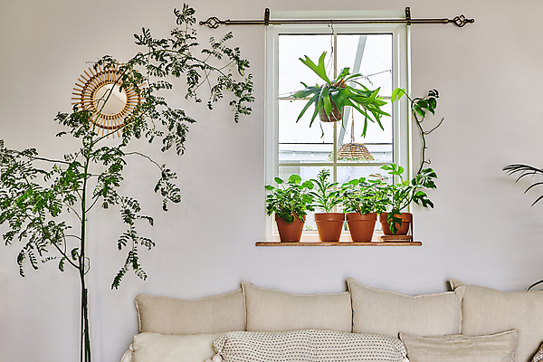 포토 JPG 화분 화초 쿠션 창문 실내 매달리기 취미 사람없음 소파 창가 원예 원예식물 플랜테리어 홈가드닝 행잉플랜트 국내포토 식물 의자 모션 내부 인테리어 파일형식