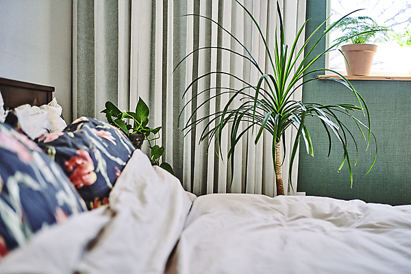 포토 JPG 화분 화초 창문 베개 실내 취미 사람없음 침실 이불 침대 커튼 원예 원예식물 플랜테리어 홈가드닝 국내포토 식물 가구 침구 내부 인테리어 파일형식