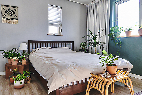 포토 JPG 화분 화초 창문 탁자 실내 취미 사람없음 침실 이불 침대 스탠드 블라인드 커튼 받침대 원예 원예식물 플랜테리어 홈가드닝 국내포토 식물 가구 침구 조명 내부 인테리어 파일형식