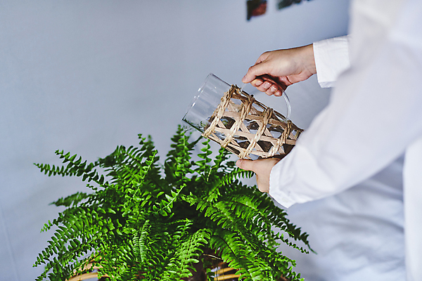 포토 JPG 손 화초 실내 들기 취미 신체부위 붓기 물병 원예 원예식물 물뿌리기 플랜테리어 홈가드닝 국내포토 식물 모션 사람 내부 인테리어 물통 파일형식