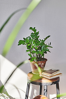 포토 JPG 화분 화초 실내 그림자 취미 사람없음 책 햇빛 쌓기 소프트포커스 원예 원예식물 원형탁자 플랜테리어 홈가드닝 국내포토 식물 모션 탁자 촬영기법 내부 인테리어 태양 파일형식