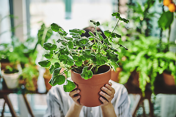 포토 JPG 손 여자 화분 화초 실내 한명 들기 상반신 20대 성인 취미 앞모습 아웃포커스 한국인 가득함 원예 원예식물 얼굴가리기 성인여자한명만 플랜테리어 홈가드닝 국내포토 식물 1 뷰포인트 모션 촬영기법 사람 동양인 청년 내부 신체부위 인테리어 가림 여자한명만 성인여자만 파일형식