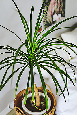 포토 JPG 화분 화초 실내 취미 사람없음 아웃포커스 바구니 침대 원예 원예식물 플랜테리어 홈가드닝 국내포토 식물 가구 촬영기법 내부 인테리어 파일형식