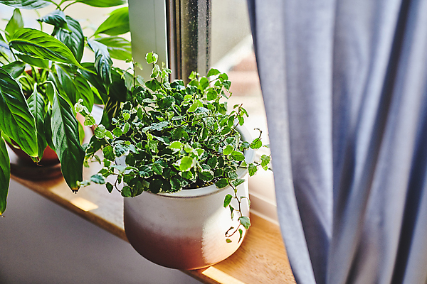 포토 JPG 주간 화분 화초 창문 실내 취미 사람없음 커튼 창가 원예 창틀 원예식물 플랜테리어 홈가드닝 국내포토 자연요소 식물 내부 인테리어 파일형식