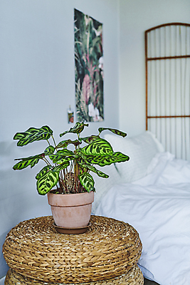 포토 JPG 화분 화초 베개 탁자 실내 취미 사람없음 이불 침대 받침대 원예 원예식물 플랜테리어 홈가드닝 국내포토 식물 가구 침구 내부 인테리어 파일형식