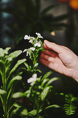 포토 JPG 손 꽃 화초 실내 취미 아웃포커스 신체부위 만지기 소프트포커스 확인 원예 원예식물 플랜테리어 홈가드닝 국내포토 식물 모션 촬영기법 사람 내부 인테리어 파일형식