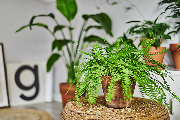 포토 JPG 화분 화초 탁자 실내 취미 사람없음 아웃포커스 받침대 원예 원예식물 플랜테리어 홈가드닝 국내포토 식물 가구 촬영기법 내부 인테리어 파일형식