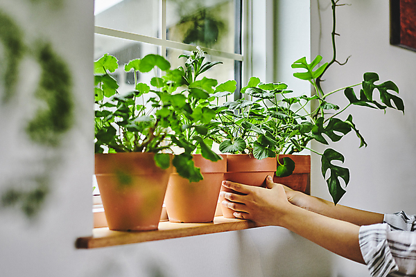 포토 JPG 손 화분 화초 창문 실내 취미 신체부위 잡기 소프트포커스 창가 원예 창틀 원예식물 플랜테리어 홈가드닝 놓기 국내포토 식물 모션 촬영기법 사람 내부 인테리어 파일형식