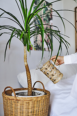 포토 JPG 손 화분 화초 실내 들기 취미 신체부위 바구니 침대 붓기 물병 원예 원예식물 물뿌리기 플랜테리어 홈가드닝 국내포토 식물 가구 모션 사람 내부 인테리어 물통 파일형식