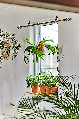 포토 JPG 화분 화초 창문 실내 매달리기 취미 사람없음 창가 원예 창틀 원예식물 플랜테리어 홈가드닝 행잉플랜트 국내포토 식물 모션 내부 인테리어 파일형식