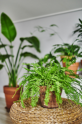 포토 JPG 화분 화초 탁자 실내 취미 사람없음 아웃포커스 받침대 원예 원예식물 플랜테리어 홈가드닝 국내포토 식물 가구 촬영기법 내부 인테리어 파일형식