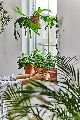 포토 JPG 화분 화초 창문 실내 매달리기 취미 사람없음 잡기 소프트포커스 창가 원예 창틀 원예식물 플랜테리어 홈가드닝 놓기 행잉플랜트 국내포토 식물 모션 촬영기법 내부 인테리어 파일형식