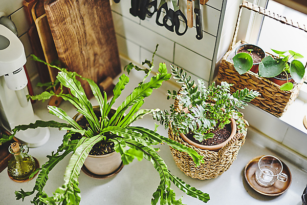 포토 JPG 화분 화초 주방용품 잔 실내 취미 사람없음 바구니 주방 원예 원예식물 나무도마 정수기 플랜테리어 홈가드닝 국내포토 식물 식기 생활용품 도마 내부 목재 인테리어 파일형식