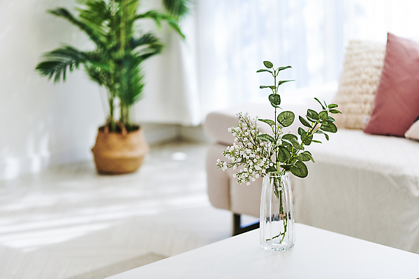 포토 JPG 꽃 화분 화초 쿠션 거실 탁자 실내 취미 사람없음 아웃포커스 소파 꽃병 원예 원예식물 플랜테리어 홈가드닝 국내포토 식물 가구 의자 촬영기법 내부 인테리어 파일형식