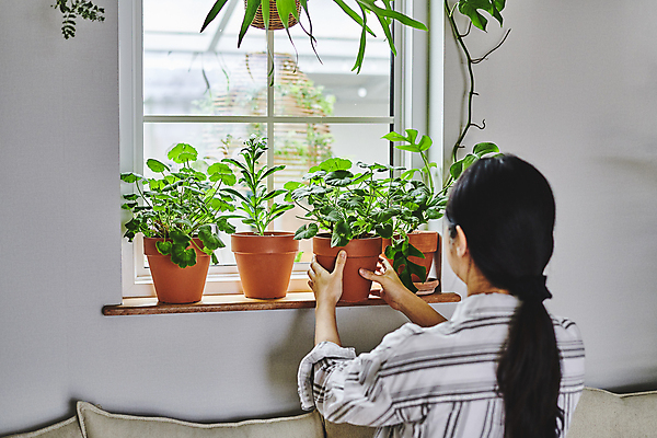 포토 JPG 주간 여자 화분 화초 창문 실내 한명 상반신 20대 성인 취미 뒷모습 한국인 잡기 창가 원예 창틀 원예식물 성인여자한명만 플랜테리어 홈가드닝 놓기 국내포토 자연요소 식물 1 뷰포인트 모션 사람 동양인 청년 내부 인테리어 여자한명만 성인여자만 파일형식