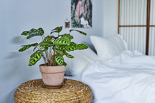 포토 JPG 화분 화초 베개 탁자 실내 취미 사람없음 이불 침대 받침대 원예 원예식물 플랜테리어 홈가드닝 국내포토 식물 가구 침구 내부 인테리어 파일형식