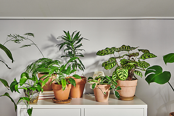 포토 JPG 화분 화초 실내 그림자 취미 사람없음 서랍장 원예 원예식물 플랜테리어 홈가드닝 국내포토 식물 가구 내부 인테리어 파일형식