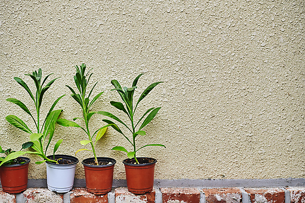 포토 JPG 화분 화초 벽 벽돌 실내 취미 사람없음 원예 일렬 원예식물 플랜테리어 홈가드닝 놓기 국내포토 식물 모션 내부 인테리어 파일형식