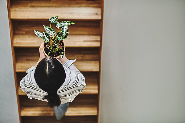 포토 JPG 전신 여자 화분 화초 실내 한명 들기 20대 성인 취미 뒷모습 하이앵글 계단 한국인 운반 원예 오르기 원예식물 성인여자한명만 플랜테리어 홈가드닝 국내포토 식물 1 뷰포인트 모션 사람 동양인 청년 내부 인테리어 여자한명만 성인여자만 파일형식