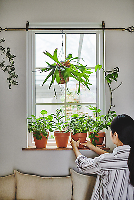 포토 JPG 여자 화분 화초 창문 실내 매달리기 한명 상반신 20대 성인 취미 뒷모습 소파 한국인 잡기 원예 창틀 원예식물 성인여자한명만 플랜테리어 홈가드닝 놓기 행잉플랜트 국내포토 식물 1 뷰포인트 의자 모션 사람 동양인 청년 내부 인테리어 여자한명만 성인여자만 파일형식