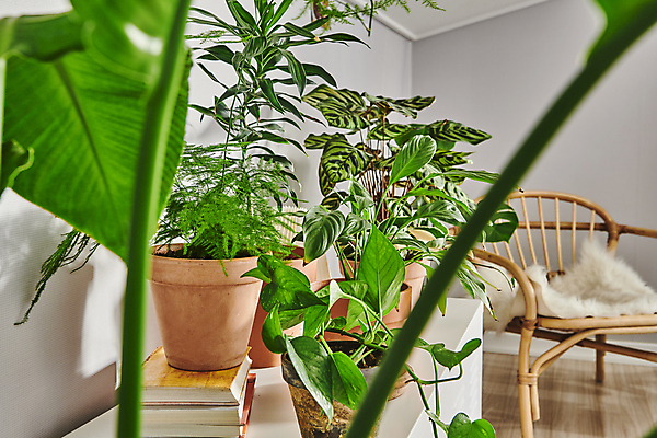 포토 JPG 화분 화초 의자 실내 방석 취미 사람없음 책 쌓기 소프트포커스 서랍장 원예 원예식물 잎줄기 플랜테리어 홈가드닝 국내포토 식물 줄기 가구 모션 촬영기법 내부 인테리어 파일형식