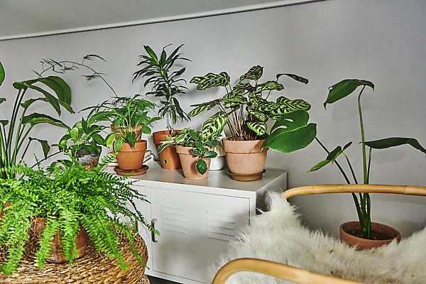 포토 JPG 화분 화초 의자 탁자 실내 취미 사람없음 서랍장 원예 원예식물 플랜테리어 홈가드닝 국내포토 식물 가구 내부 인테리어 파일형식