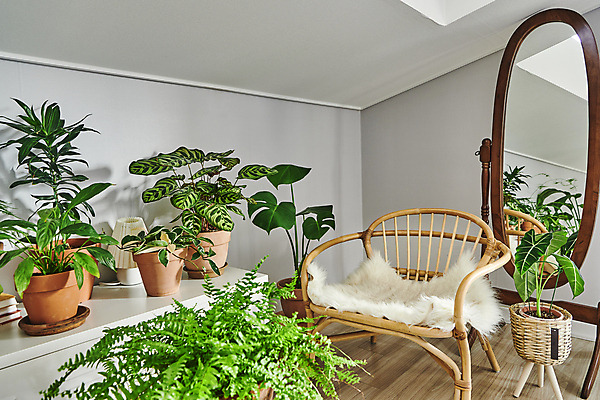 포토 JPG 화분 화초 의자 실내 취미 사람없음 반사 거울 서랍장 원예 원예식물 플랜테리어 홈가드닝 국내포토 식물 가구 내부 인테리어 파일형식