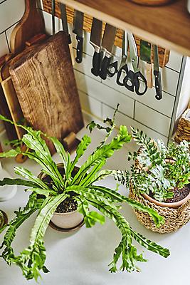 포토 JPG 화분 화초 주방용품 가위 실내 취미 사람없음 바구니 주방 원예 식칼 원예식물 나무도마 플랜테리어 홈가드닝 국내포토 식물 생활용품 문구용품 도마 내부 목재 인테리어 파일형식