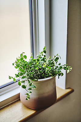 포토 JPG 주간 화분 화초 창문 실내 취미 사람없음 한개 창가 원예 창틀 원예식물 플랜테리어 홈가드닝 국내포토 자연요소 식물 1 내부 인테리어 파일형식