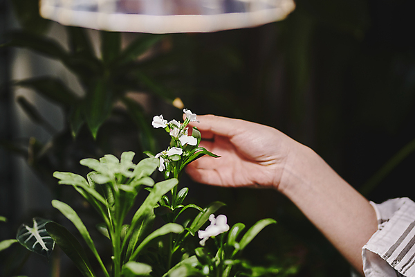 포토 JPG 손 꽃잎 꽃 화초 실내 취미 신체부위 만지기 확인 원예 원예식물 플랜테리어 홈가드닝 국내포토 식물 모션 사람 내부 인테리어 파일형식