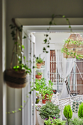 포토 JPG 주간 화초 조명 실내 매달리기 취미 사람없음 문 덩굴 소프트포커스 원예 원예식물 문틀 플랜테리어 홈가드닝 행잉플랜트 국내포토 자연요소 식물 화분 모션 촬영기법 내부 인테리어 파일형식