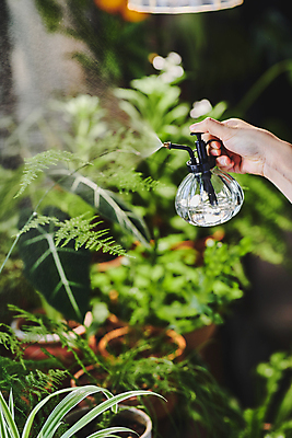 포토 JPG 손 화초 실내 들기 취미 아웃포커스 신체부위 가득함 원예 분무기 원예식물 물뿌리기 플랜테리어 홈가드닝 국내포토 식물 모션 촬영기법 사람 내부 인테리어 파일형식