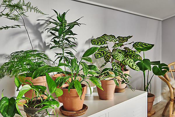 포토 JPG 화분 화초 의자 실내 그림자 취미 사람없음 서랍장 원예 원예식물 플랜테리어 홈가드닝 국내포토 식물 가구 내부 인테리어 파일형식