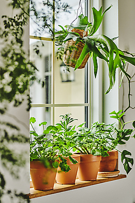 포토 JPG 주간 화분 화초 창문 실내 매달리기 취미 사람없음 소프트포커스 창가 원예 창틀 원예식물 플랜테리어 홈가드닝 행잉플랜트 국내포토 자연요소 식물 모션 촬영기법 내부 인테리어 파일형식