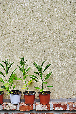 포토 JPG 화분 화초 벽 벽돌 실내 취미 사람없음 원예 일렬 원예식물 카피스페이스 플랜테리어 홈가드닝 놓기 국내포토 식물 모션 내부 인테리어 공백 파일형식