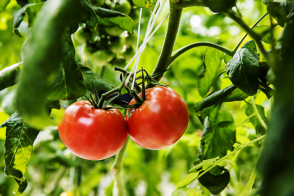 포토 JPG 잎 토마토 식재료 실내 사람없음 아웃포커스 소프트포커스 전라북도 특산물 무르익은 잎줄기 완주군 국내포토 식물 줄기 채소 촬영기법 내부 전라도 파일형식