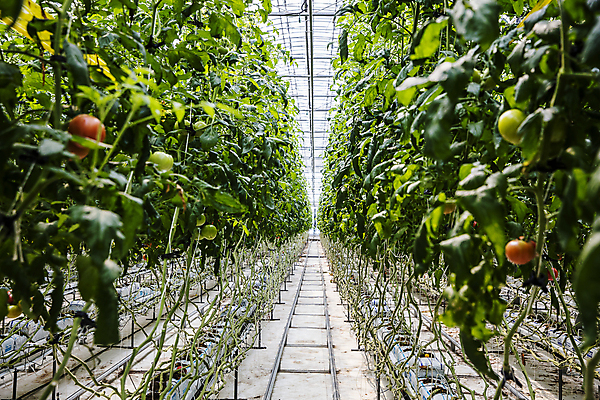 포토 JPG 잎 밭 토마토 식재료 실내 사람없음 농장 전라북도 특산물 비닐하우스 완주군 토마토밭 국내포토 식물 농업 채소 내부 전라도 파일형식
