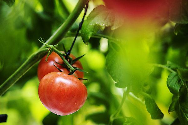 포토 JPG 잎 토마토 식재료 실내 사람없음 아웃포커스 소프트포커스 전라북도 특산물 무르익은 잎줄기 완주군 국내포토 식물 줄기 채소 촬영기법 내부 전라도 파일형식