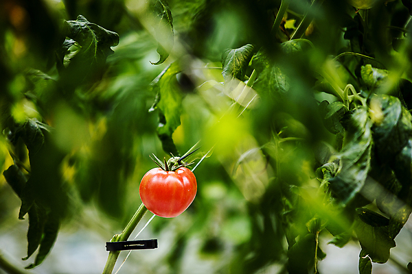 포토 JPG 잎 토마토 식재료 실내 사람없음 아웃포커스 끈 소프트포커스 전라북도 특산물 무르익은 잎줄기 완주군 국내포토 식물 줄기 채소 촬영기법 내부 전라도 파일형식