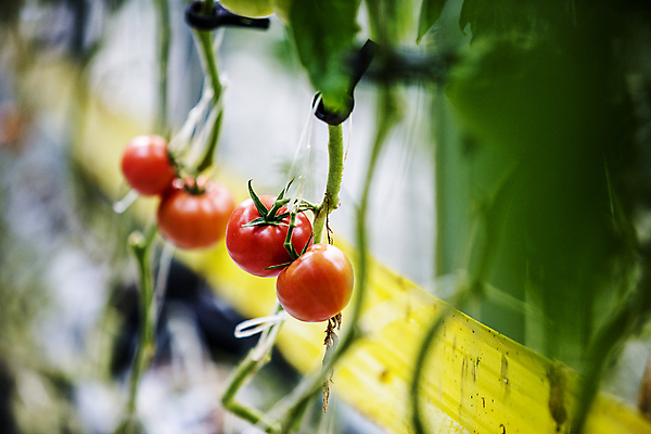 포토 JPG 토마토 식재료 실내 사람없음 아웃포커스 소프트포커스 전라북도 특산물 무르익은 잎줄기 완주군 국내포토 줄기 채소 촬영기법 내부 전라도 파일형식
