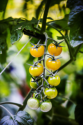 포토 JPG 잎 토마토 식재료 실내 사람없음 아웃포커스 전라북도 특산물 잎줄기 완주군 국내포토 식물 줄기 채소 촬영기법 내부 전라도 파일형식